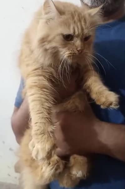 Female Persian cat