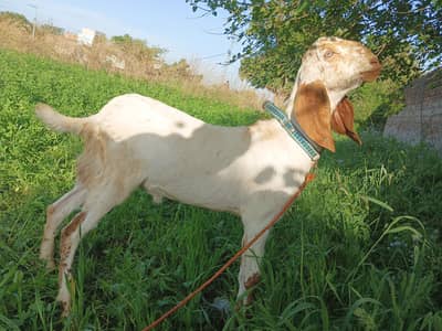 Bakra for Qurbani Sale