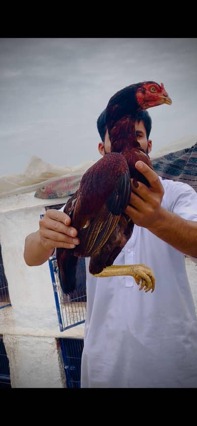 Aseel Murghi For Sale | With Chicks & Without | Top Quality