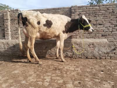cow for sale sona mn 10 din baqi mhun sa. 2dant MashAllah.