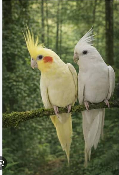 Coktal ino & careem pier