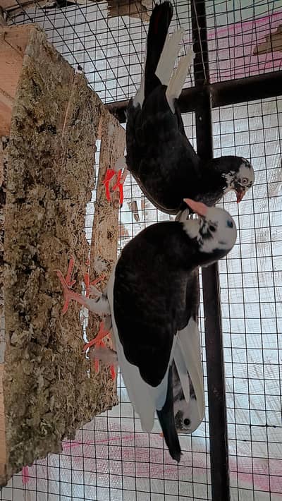 chari waly bchy for sale