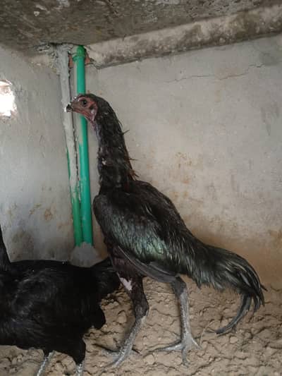 Black Dragon murga for sell