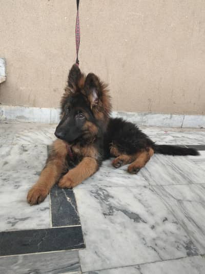 humare ps jaga ka pasla ha is laye sal krna par rha ha dog