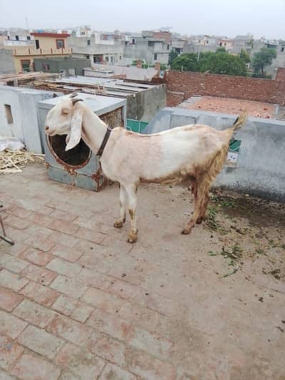 2 Bacchon Ka Sath Bakri For Sale. 03054598534