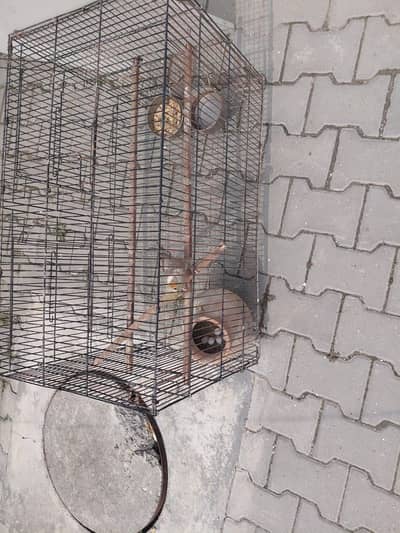 Cage with a female cocktail