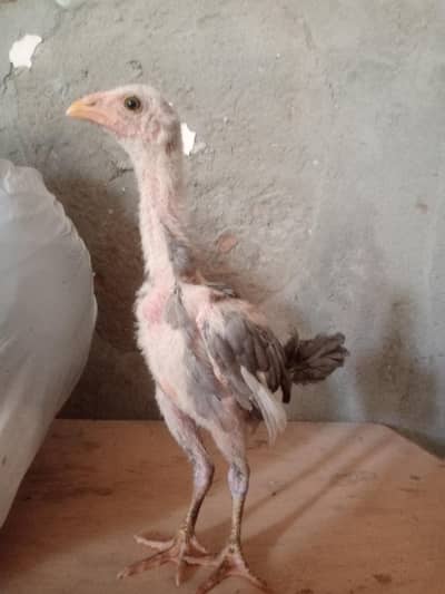 shambhu joda for sale 5000 1 pice 2 10k