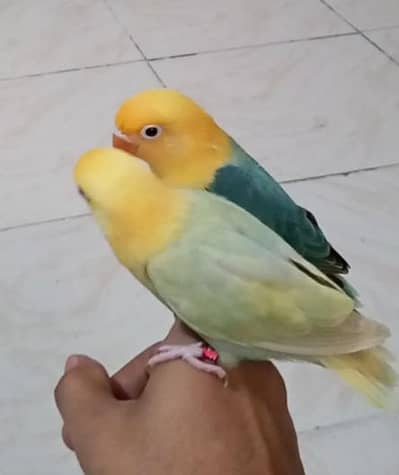 Pale Fallow, Dilutes, Lutino Opaline