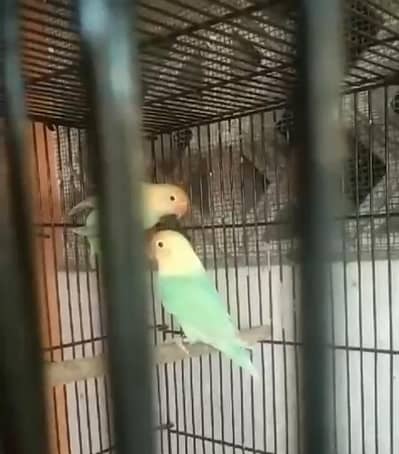 Pale Fallow, Dilutes, Lutino Opaline