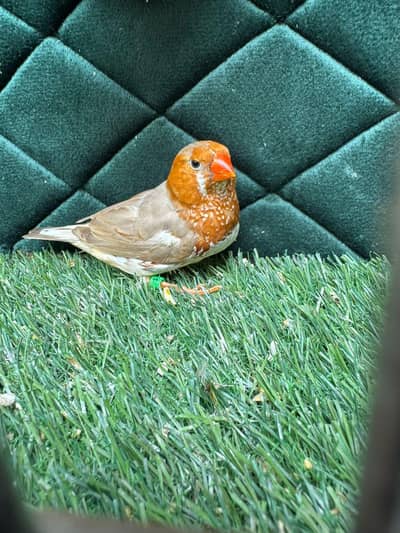 Red eye bamglize & Euro banglize