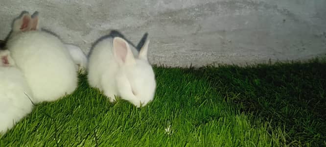 newziland white Bunnies /Male female Bunnies /All Active