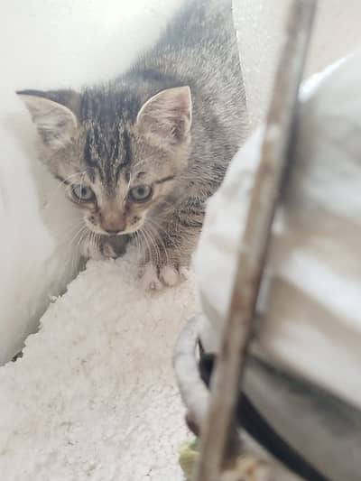 Kittens are Available for Adoption