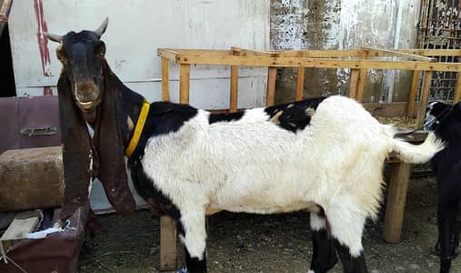 pateri jumbo size bakri femla for sale