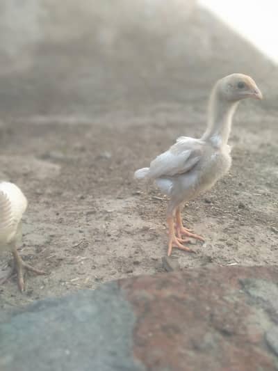 High Quality White Aseel chick pair for sale with history
