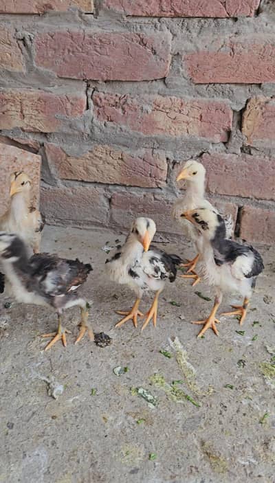 Aseel Chicks 1 Month old