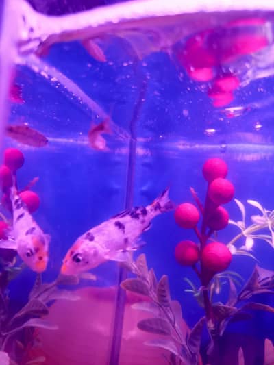 Aquarium with fishes and accessories