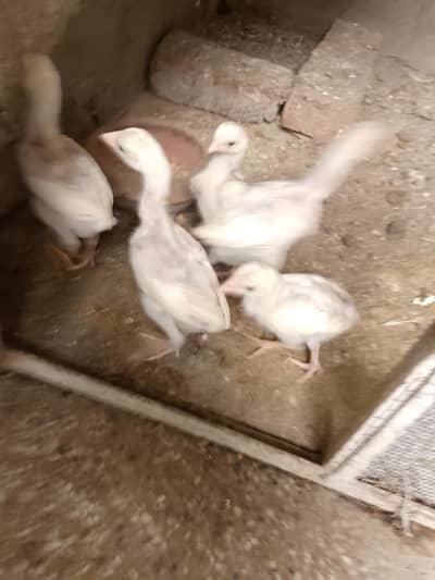 paper white aseel chicks 03024308116
