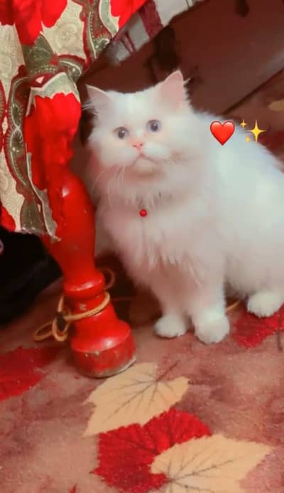 pure persian 4 shaded eyes