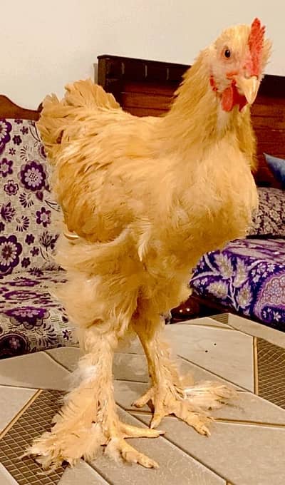 Pure Golden Heavy Buff Extra Males Available at Reasonable Price