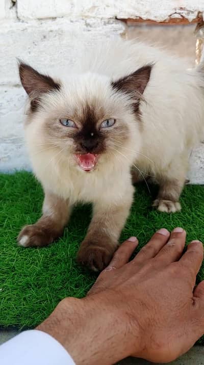 "Beautiful Female Himalayan Persian Kitten | 03290557258
