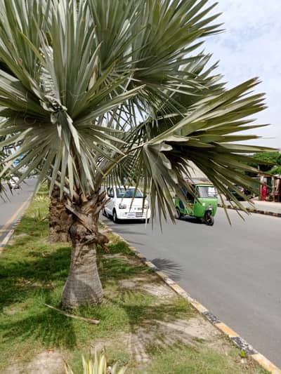 LOW BUDGET PLOT FOR SALE / KHAYABAN E AMIN G EXT PLOT FOR SALE