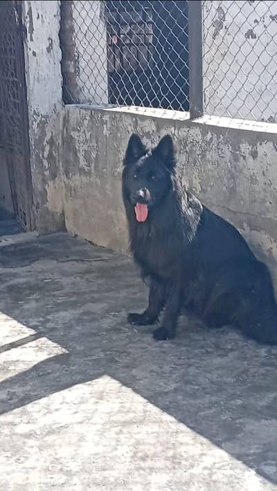 Imported Black German shepherd young male available for Stud