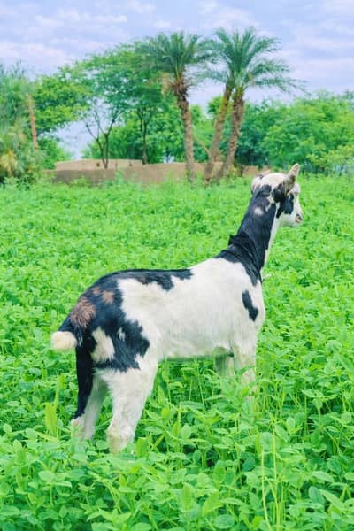 High Quality Teddy Shera Print Bakra | Premium Bloodline | 35 Days