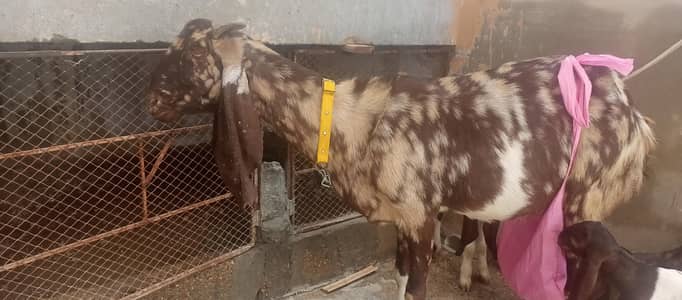 kamori bakri 1  bacho ke sath