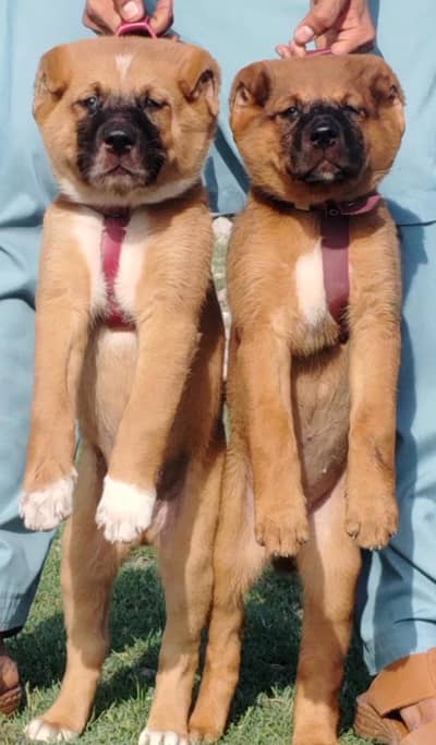 king Kurdish kangal security dog available