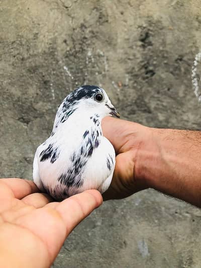 Sialkoti 35 waly breeder pair for sale