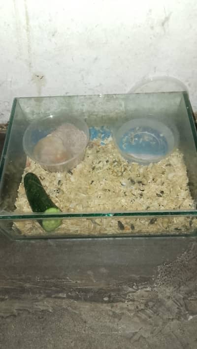 Home Made Hamster Baby