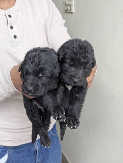 Black German Shepherd long court puppies