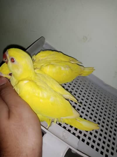 Yellow ringneck near self 03156376925
