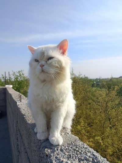 Persian Male cat for ready to Matting/ Crossing available