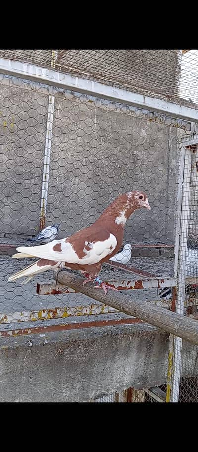 Khal Chap,Sherazi & Qasid