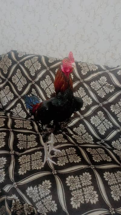 aseel murga form sale