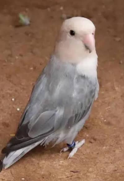 blue fisher mutation pair for sale blue male and grey female with ring