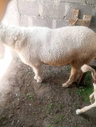 gajla dumba . 03128819794