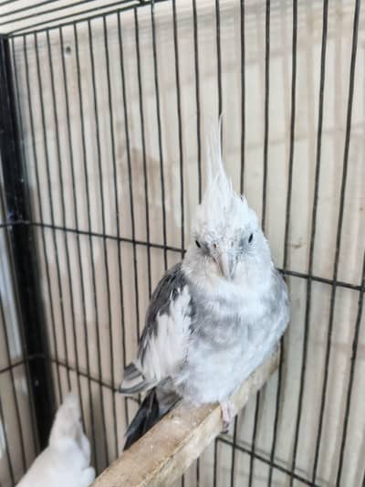 Cocktail male for urgent sale