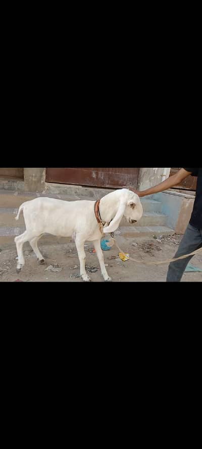 03 Qurbani 2026 ka Tear Dumba for sale