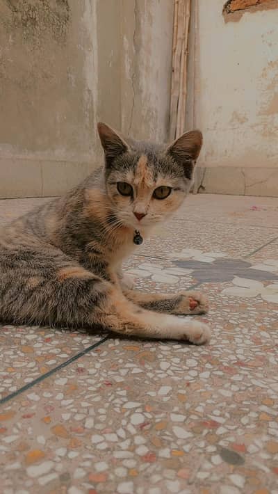 Persian Short Hair Male And Mixed Breed Female for Sale