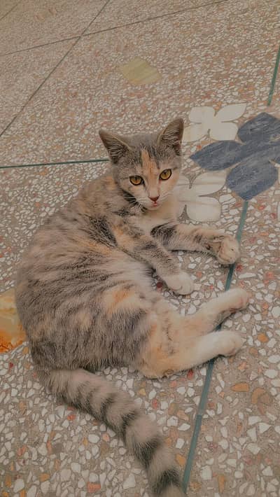 Persian Short Hair Male And Mixed Breed Female for Sale