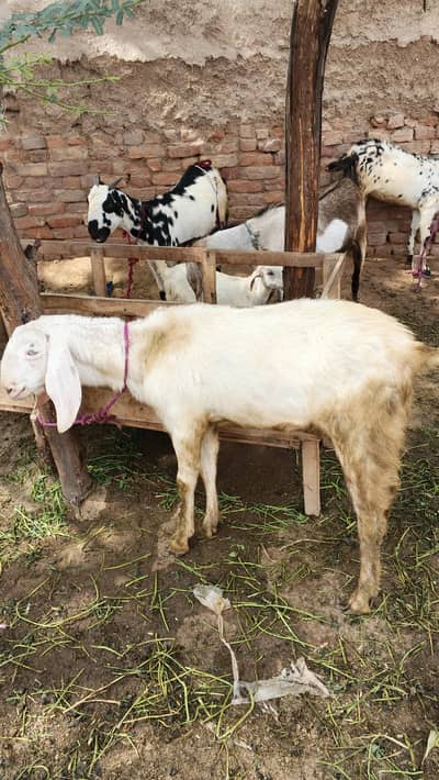 bakra for qarbani