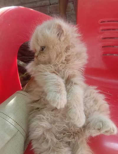 Persian kitten long coat very healthy beautiful colours
