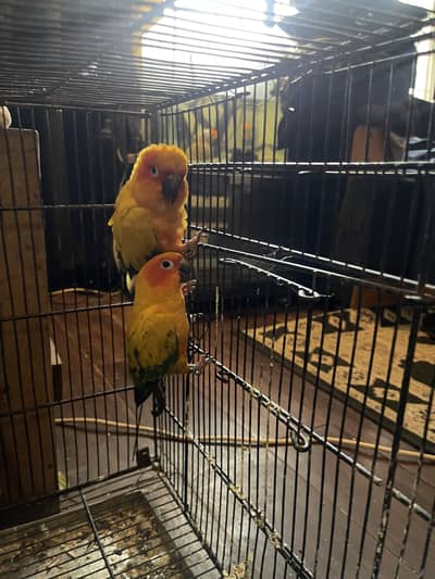 Sun conure breeder pair/Ringneck tame pair