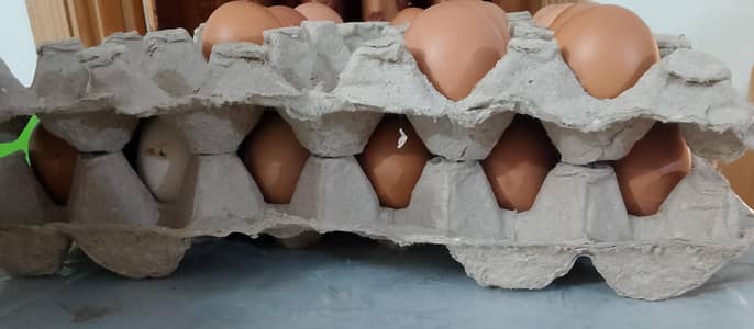 Fertile and fresh Eggs Lohman