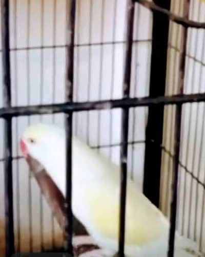 domepide parrot pair