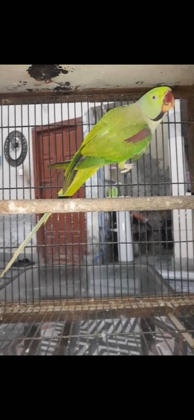 RAW MALE . 03467790912