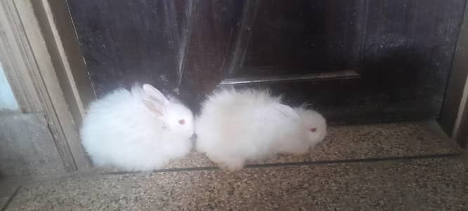 White lion head angora pair
