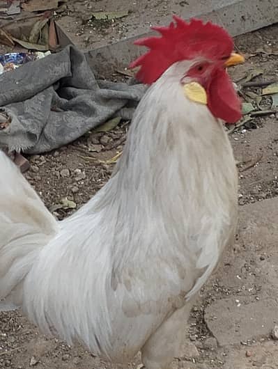 aseel pure murgi+murga